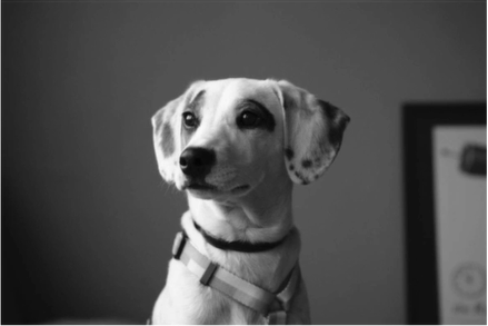 A good-boy dog. Black and white.